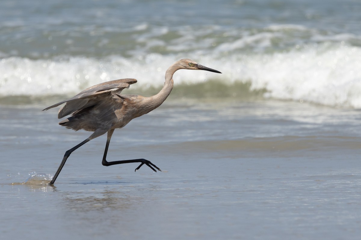 Reddish Egret - ML639828248