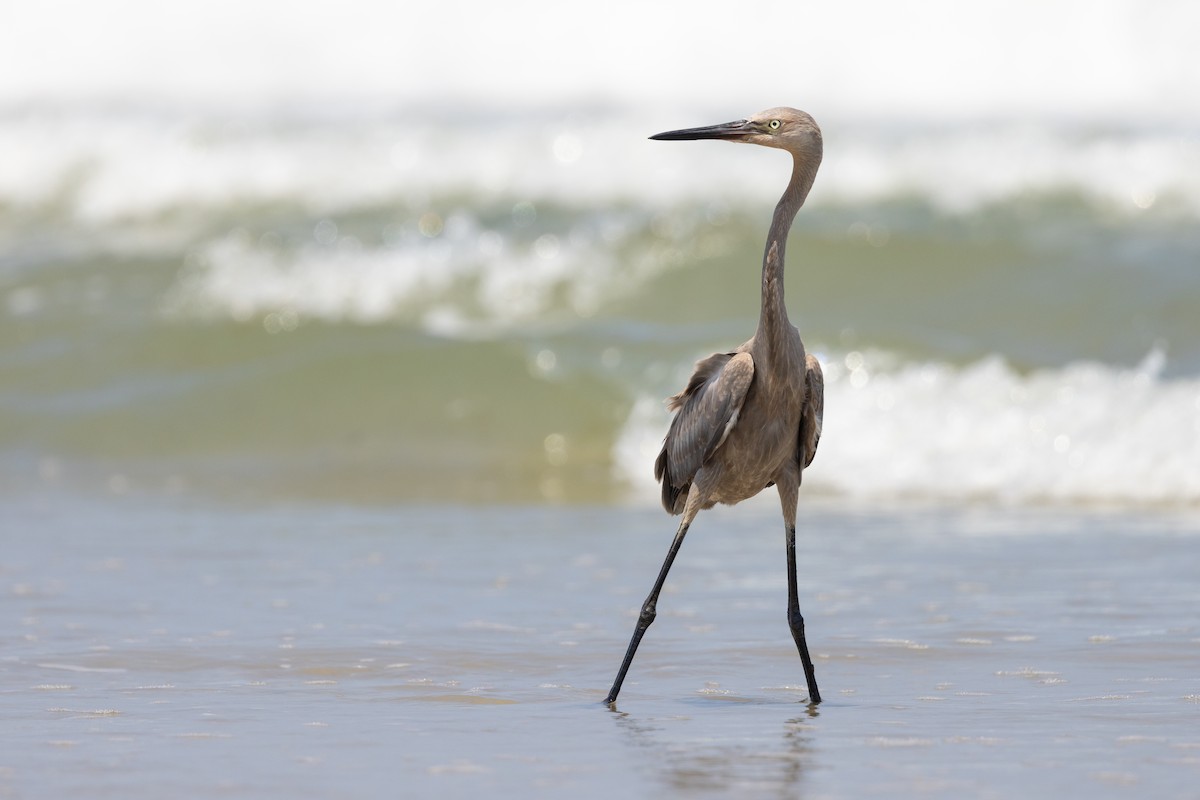 Reddish Egret - ML639828249