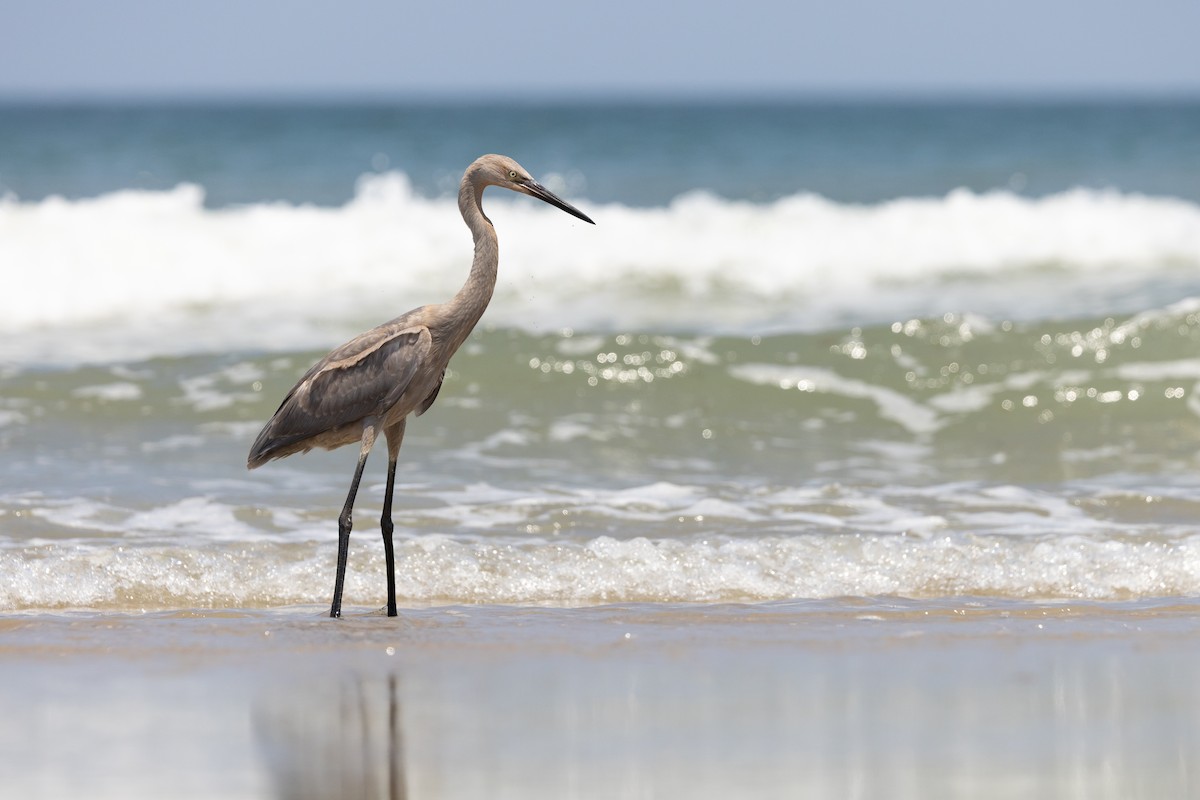 Reddish Egret - ML639828250