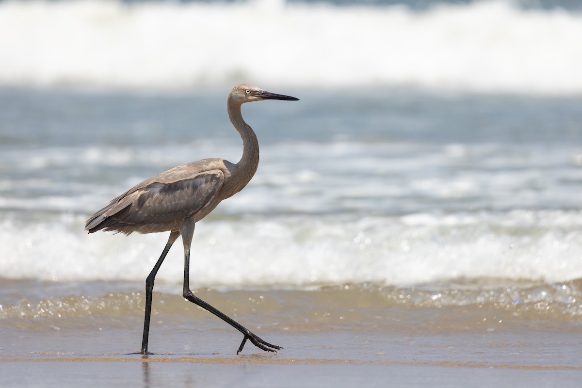 Reddish Egret - ML639828251