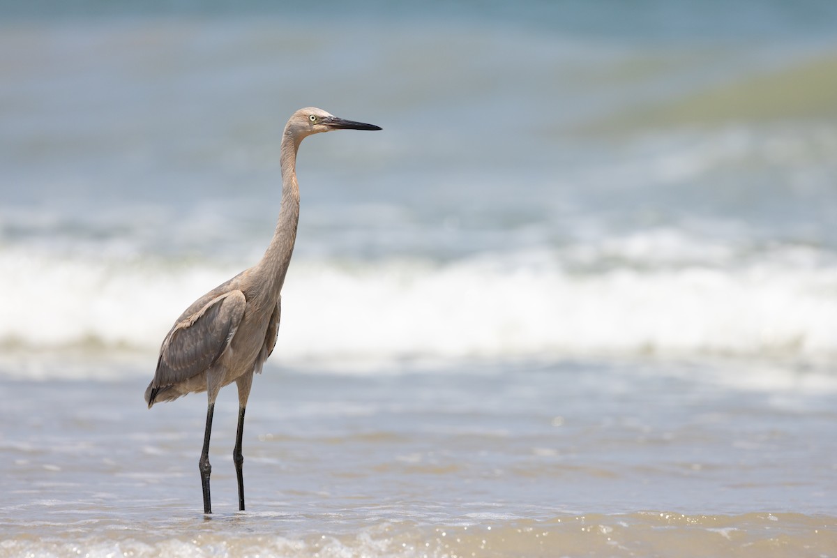Reddish Egret - ML639828252