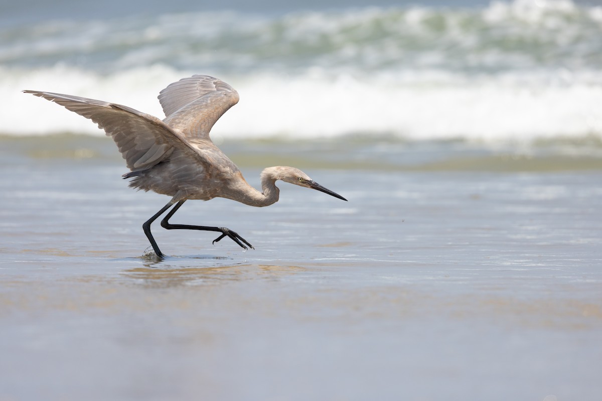 Reddish Egret - ML639828253