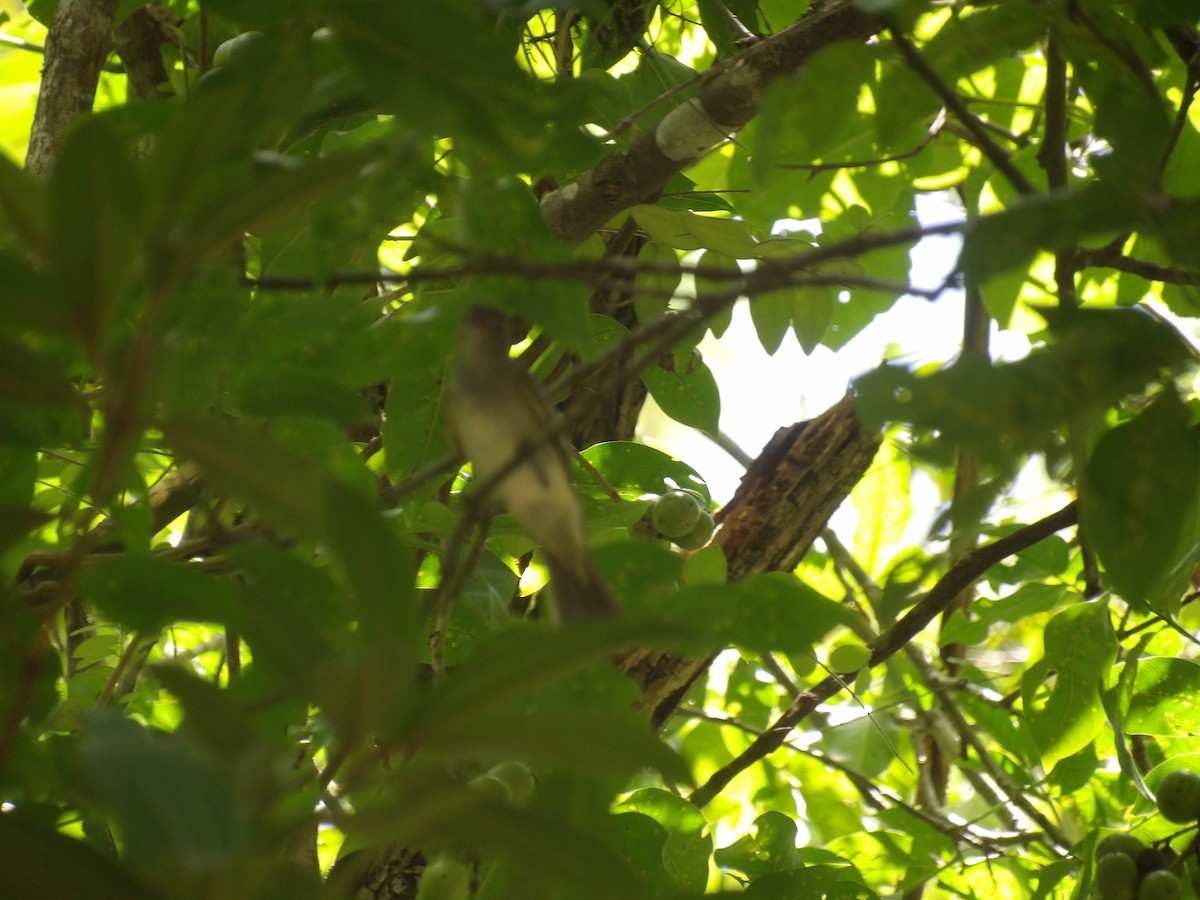 Mouse-colored Tyrannulet (Northern) - ML639828315