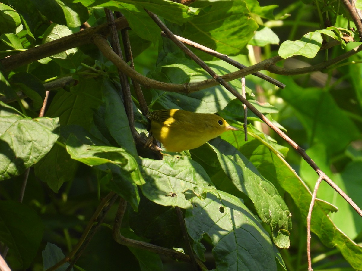 Yellow Warbler - ML639828321