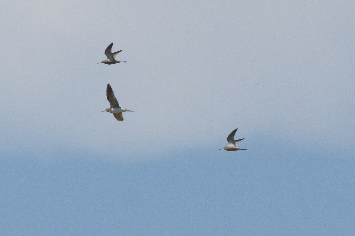 Stilt Sandpiper - ML639828327