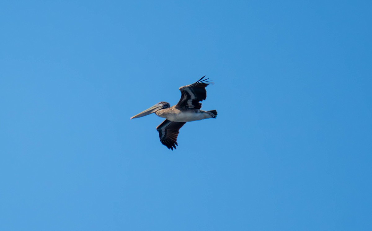 Brown Pelican - ML639828329