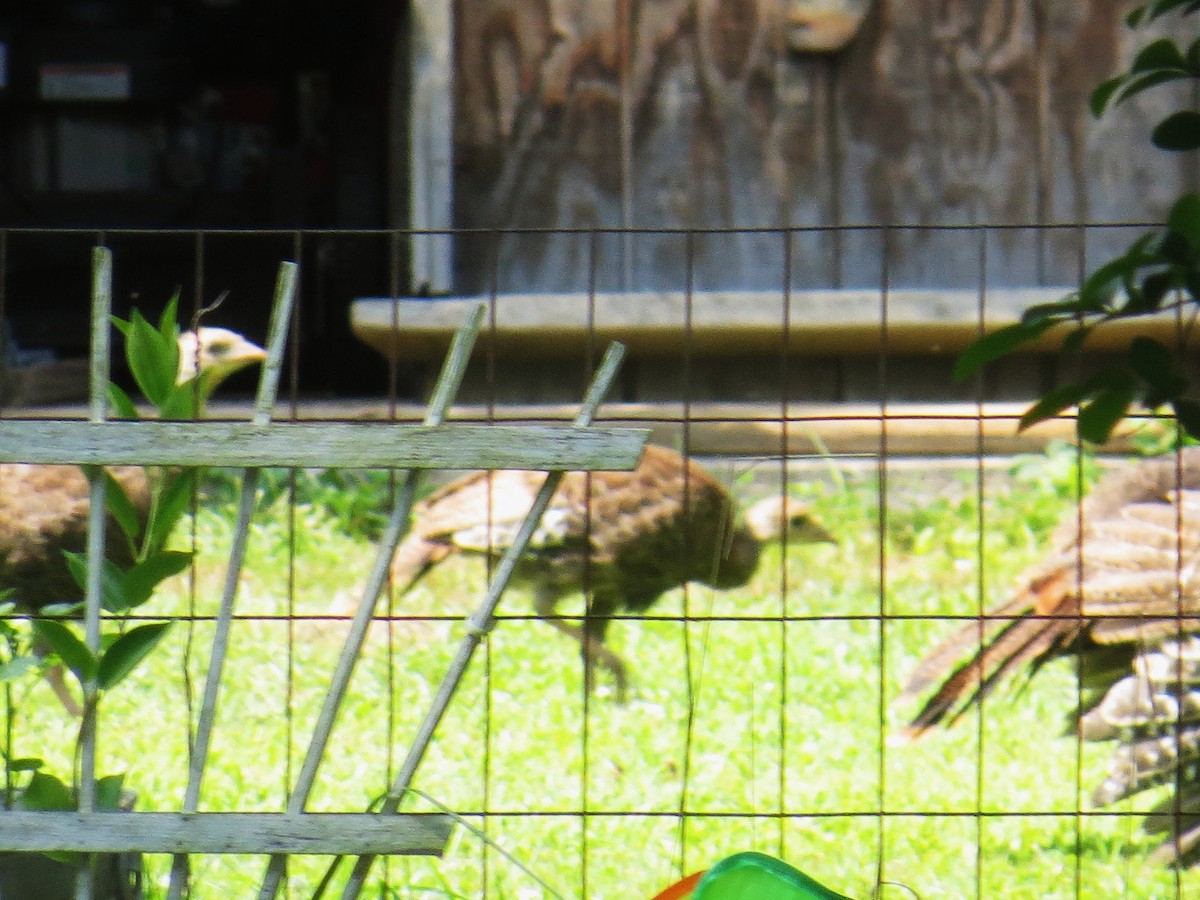 Wild Turkey - ML639828336