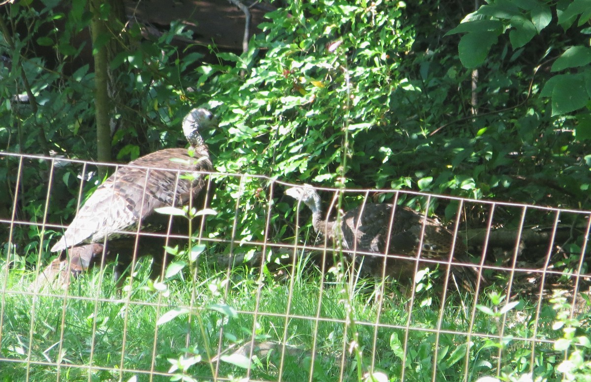 Wild Turkey - ML639828358