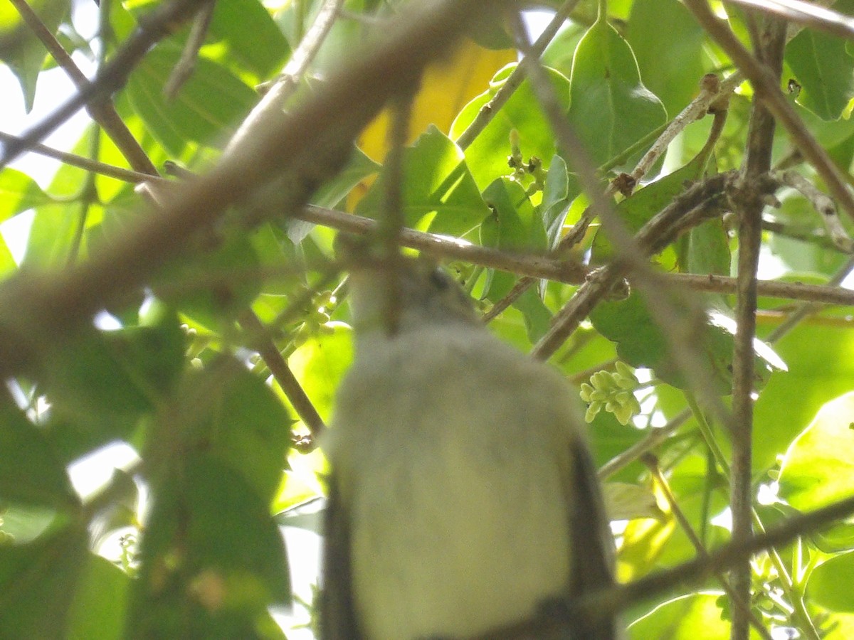 Mouse-colored Tyrannulet (Northern) - ML639828373