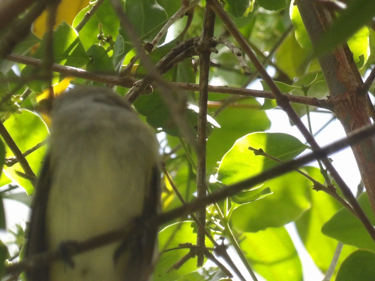 Mouse-colored Tyrannulet (Northern) - ML639828374