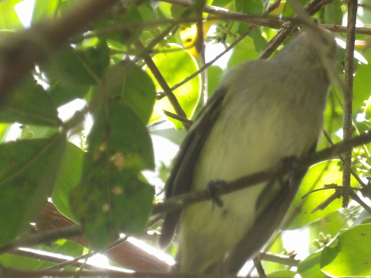 Mouse-colored Tyrannulet (Northern) - ML639828376