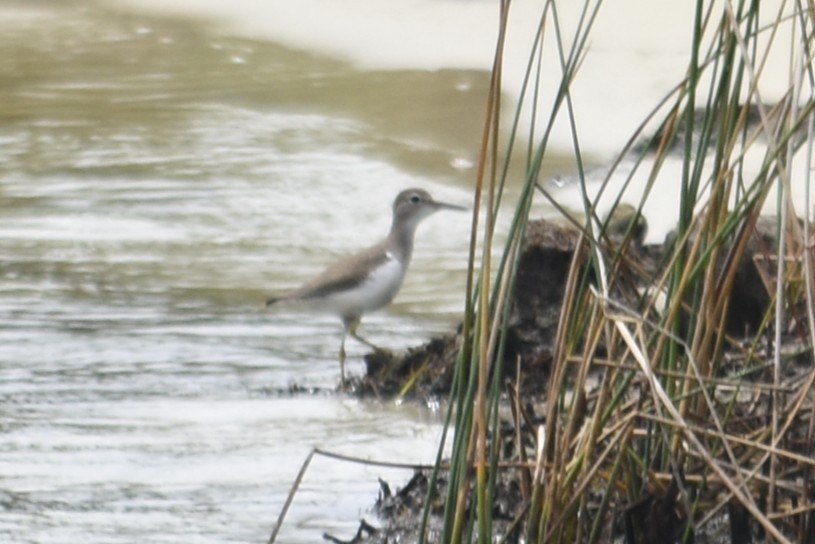 Spotted Sandpiper - ML639828388