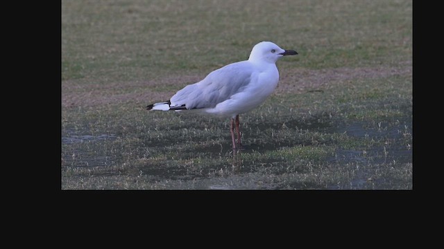 Silver Gull - ML639828401