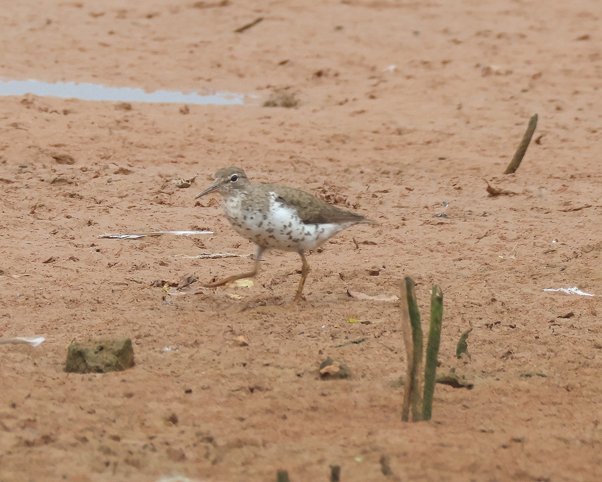 Spotted Sandpiper - ML639828515