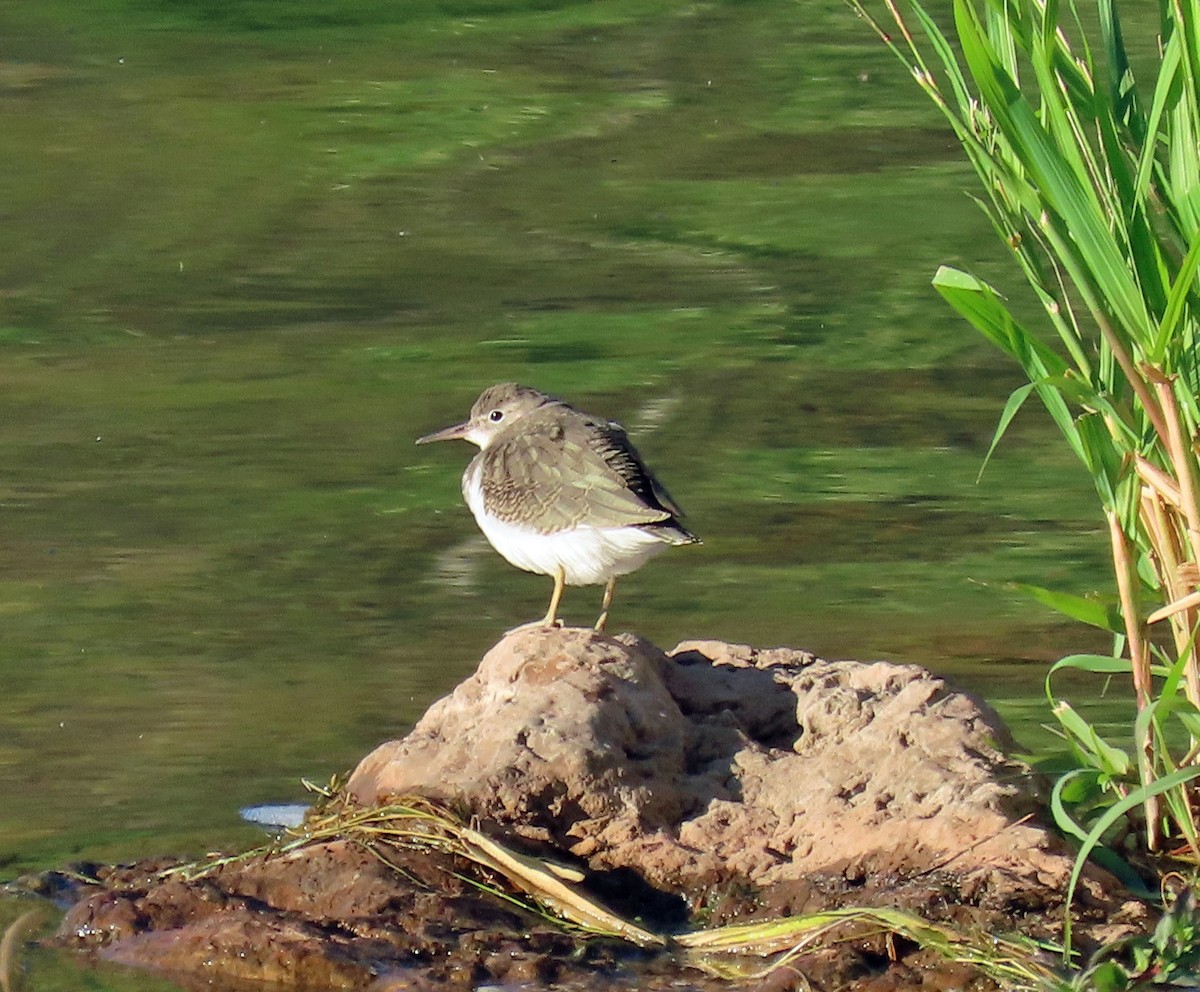 Spotted Sandpiper - ML639828541