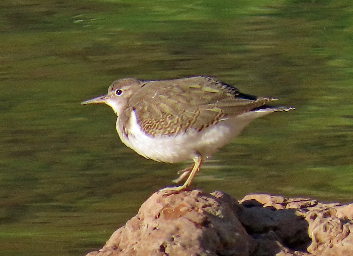 Spotted Sandpiper - ML639828542