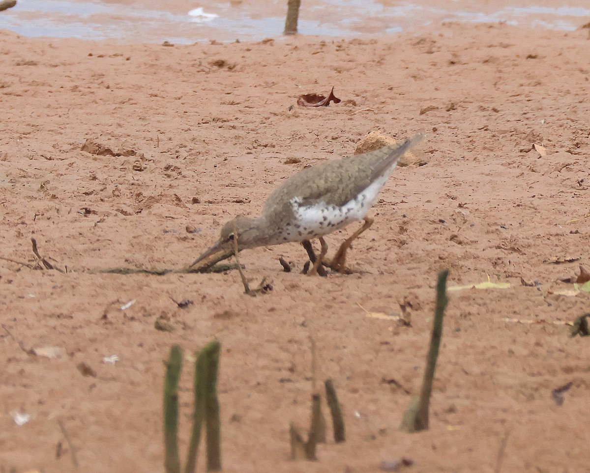 Spotted Sandpiper - ML639828557
