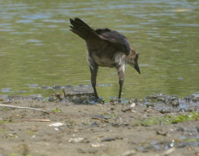 Boat-tailed Grackle - ML639828722