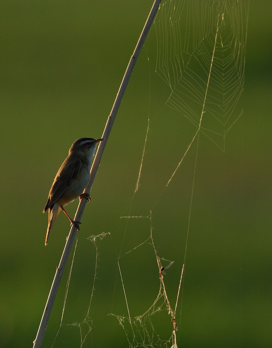 Sedge Warbler - ML639828750