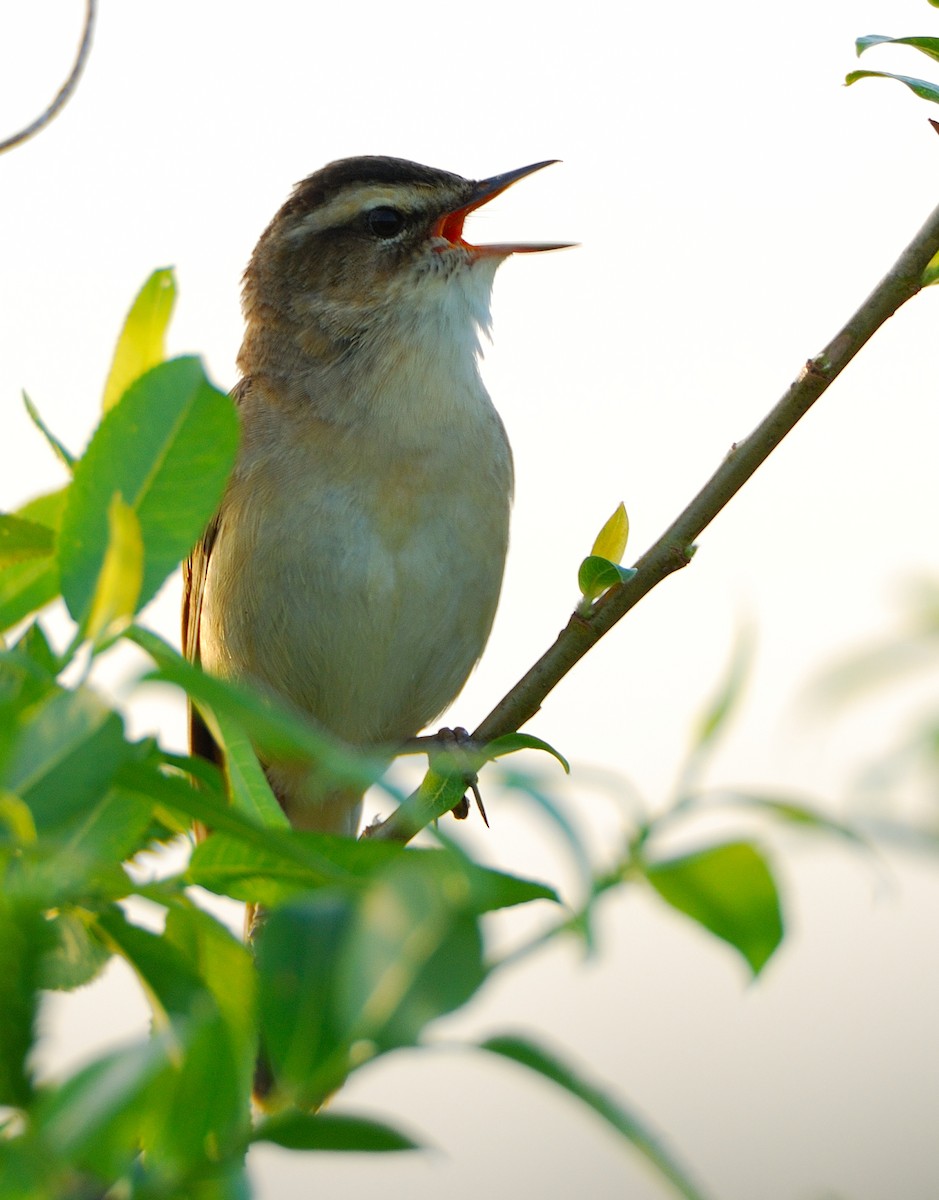 Sedge Warbler - ML639828751