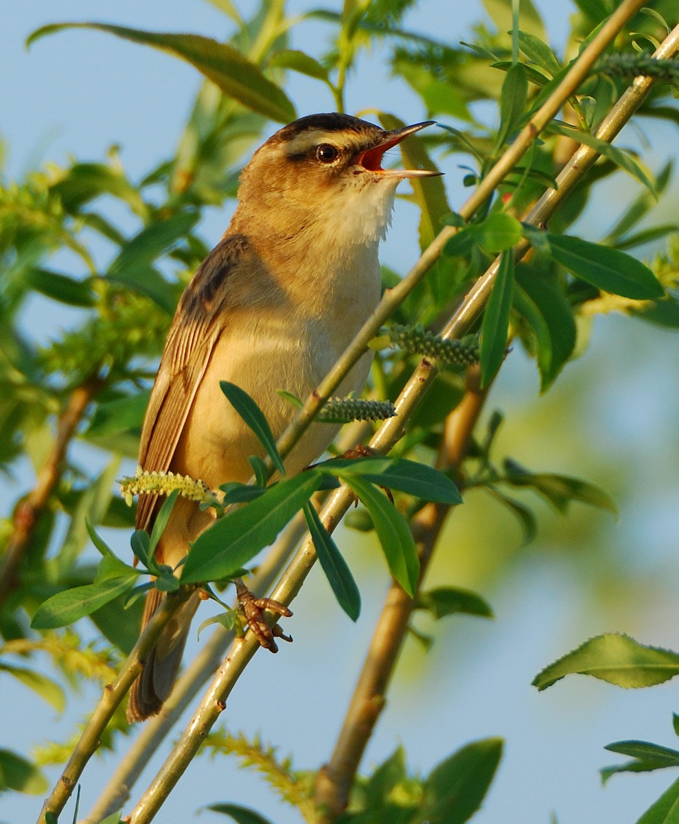 Sedge Warbler - ML639828786