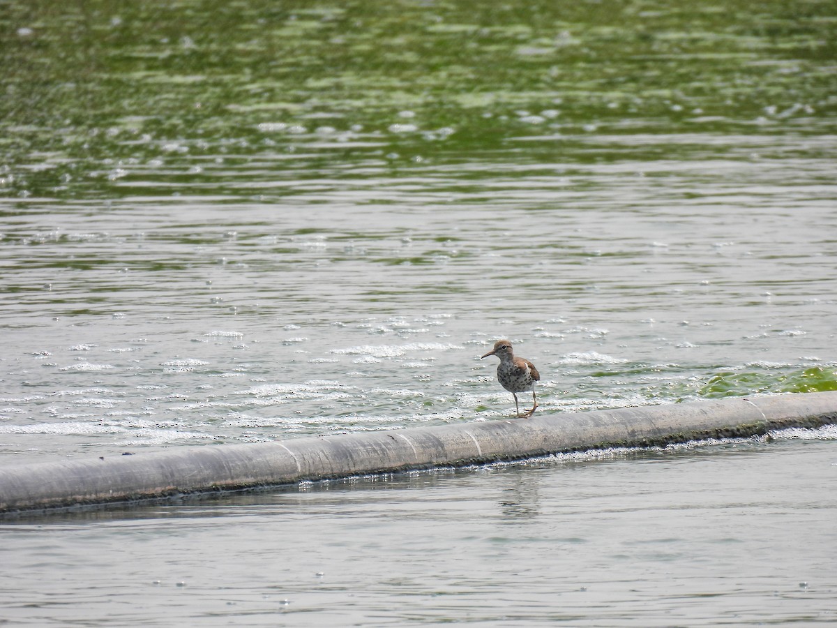 Spotted Sandpiper - ML639828794