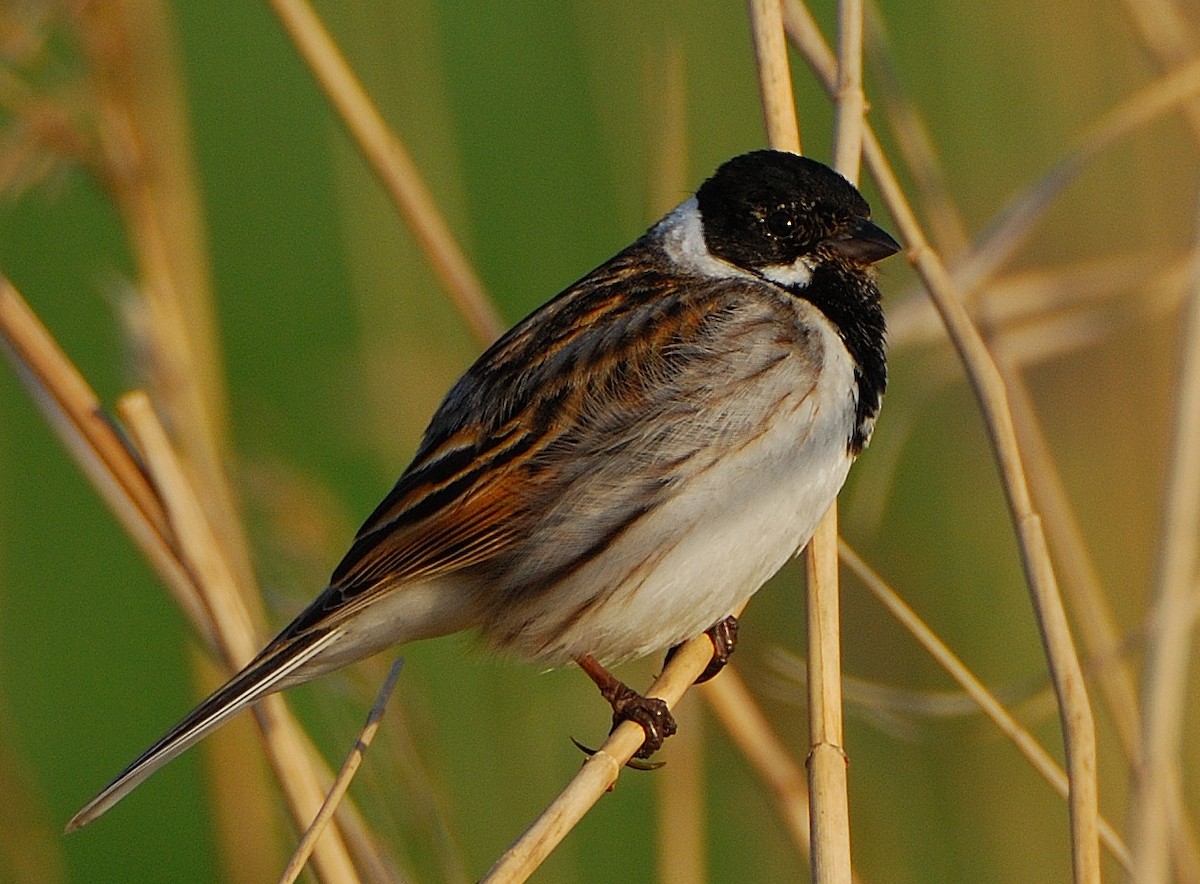 Reed Bunting - ML639828826
