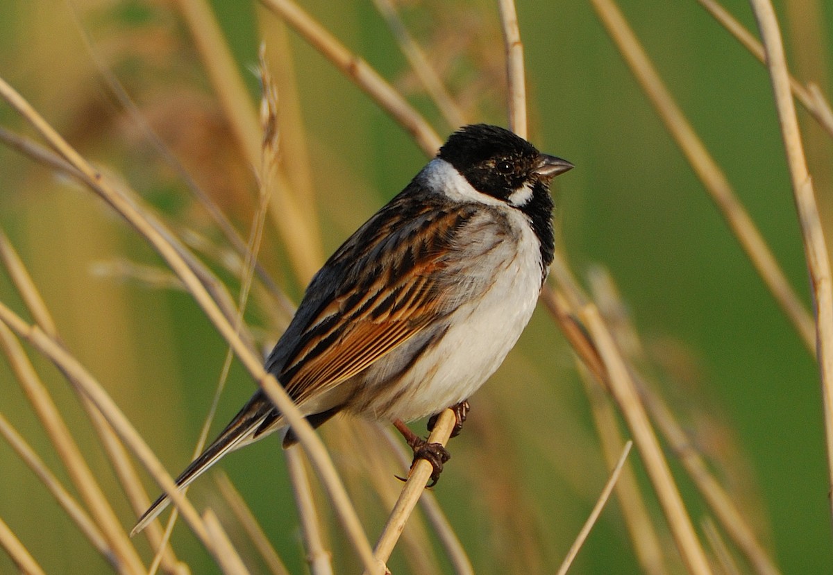 Reed Bunting - ML639828827