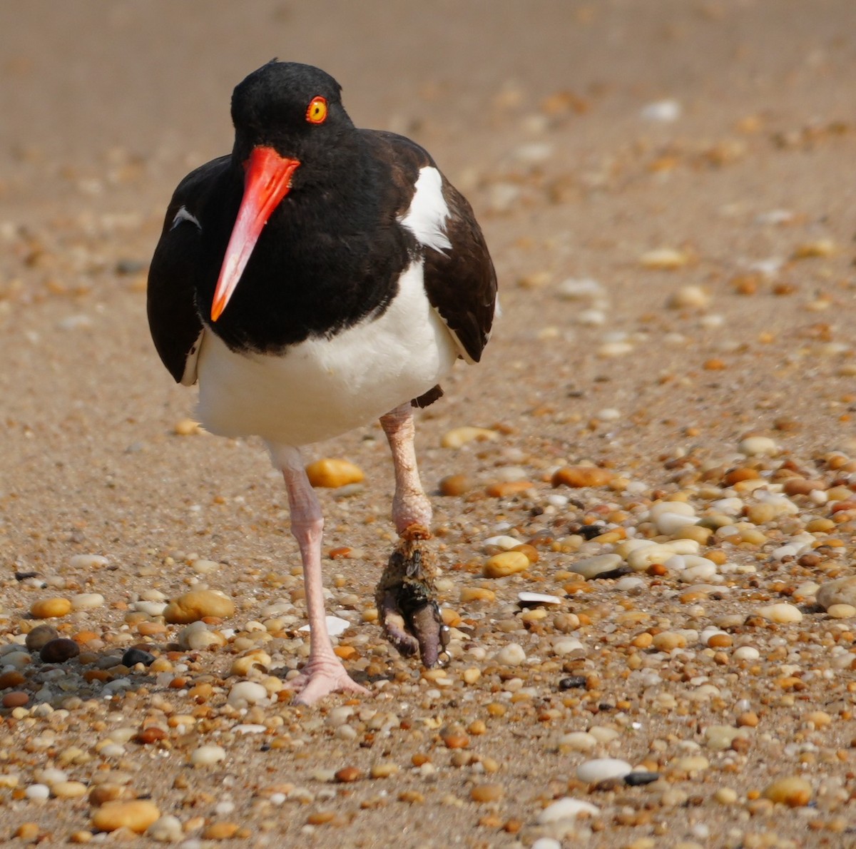 Американский кулик-сорока - ML639828838