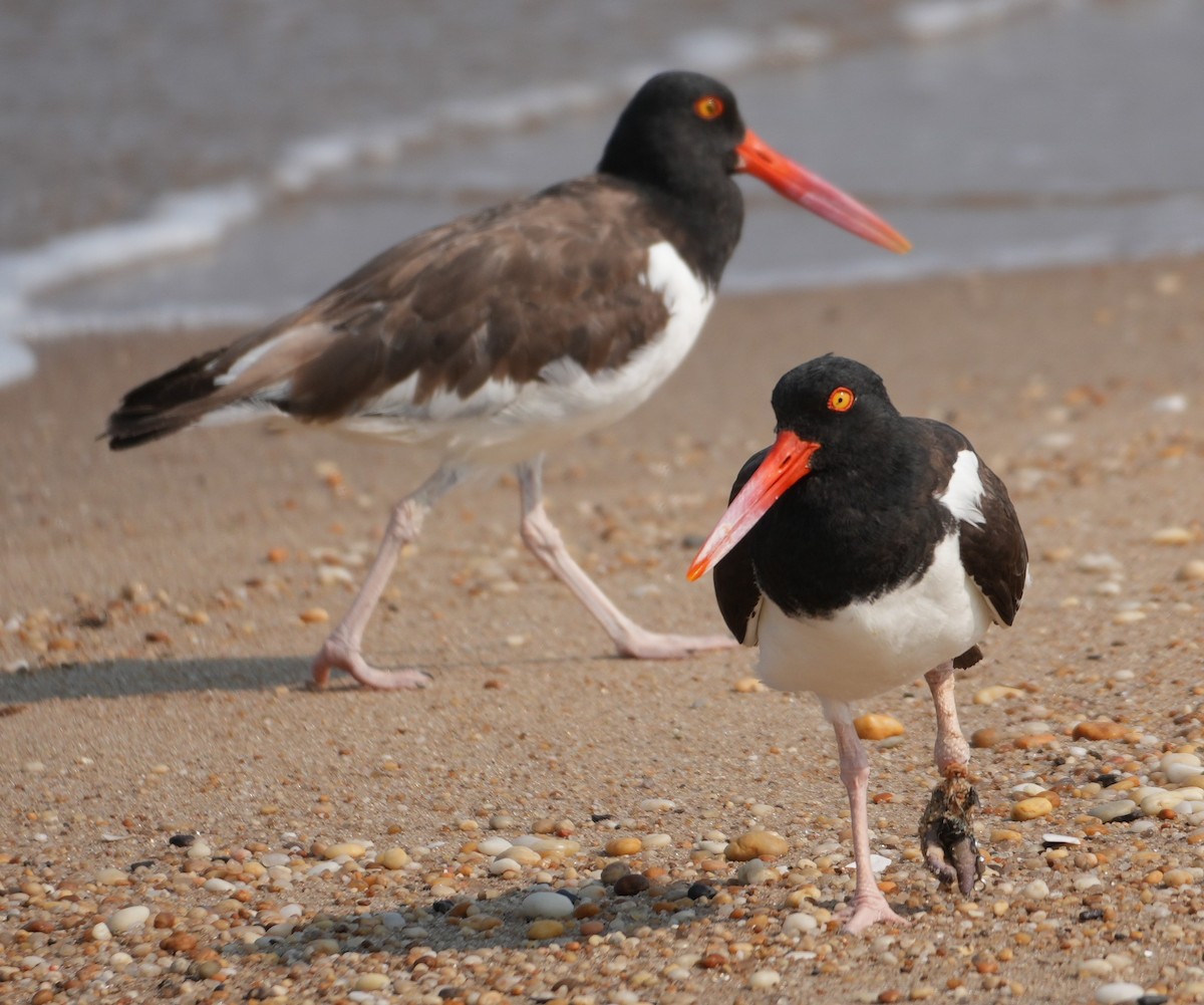 Американский кулик-сорока - ML639828839