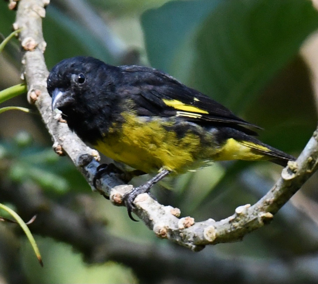 Yellow-bellied Siskin - ML639828850