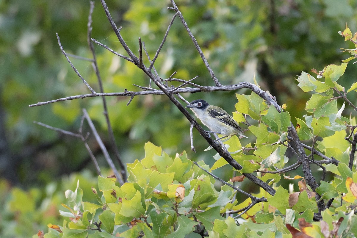 Black-capped Vireo - ML639828851