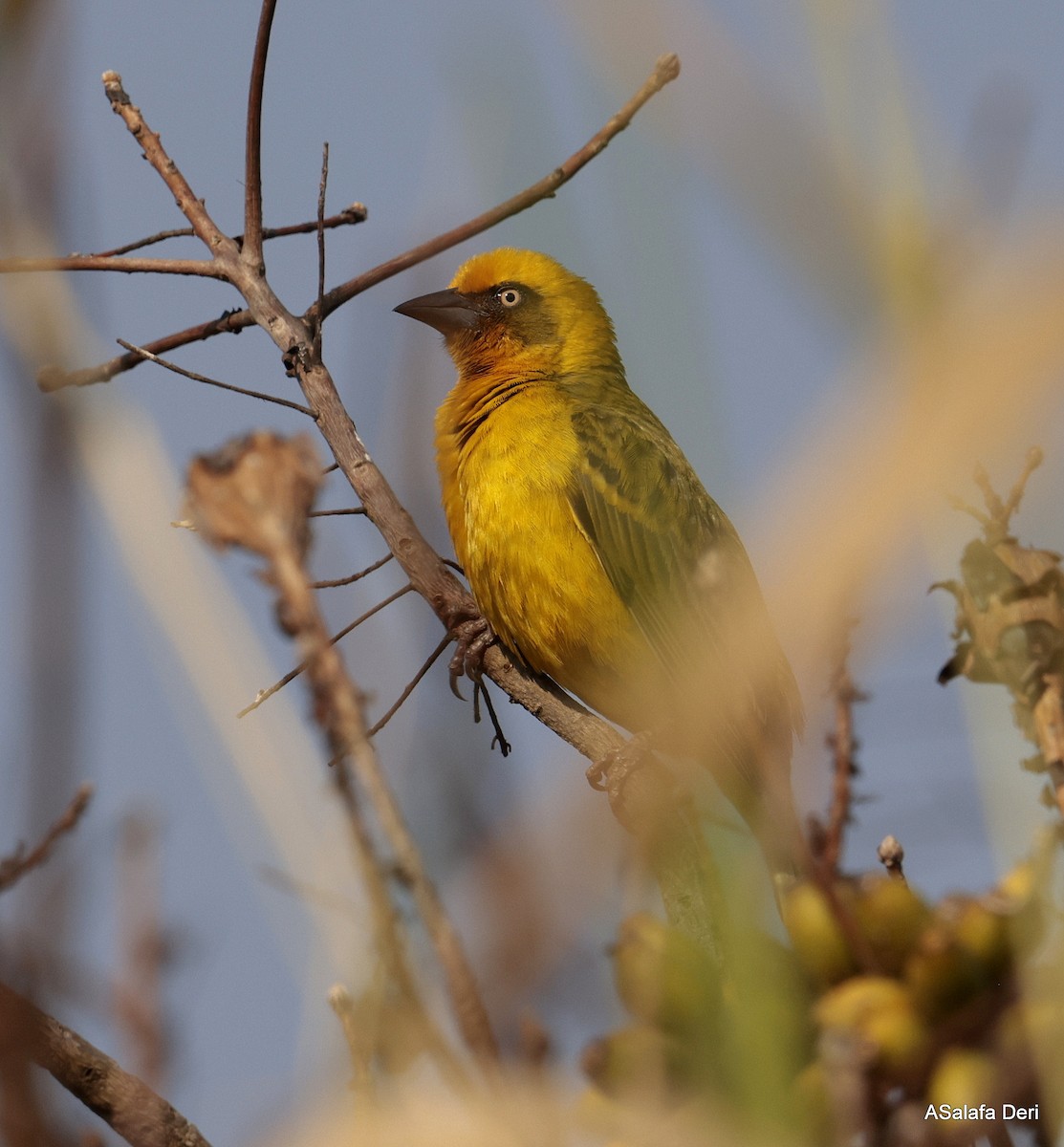 Bocage's Weaver - ML639828856