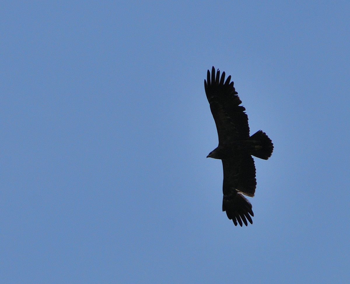 Lesser Spotted Eagle - ML639828900