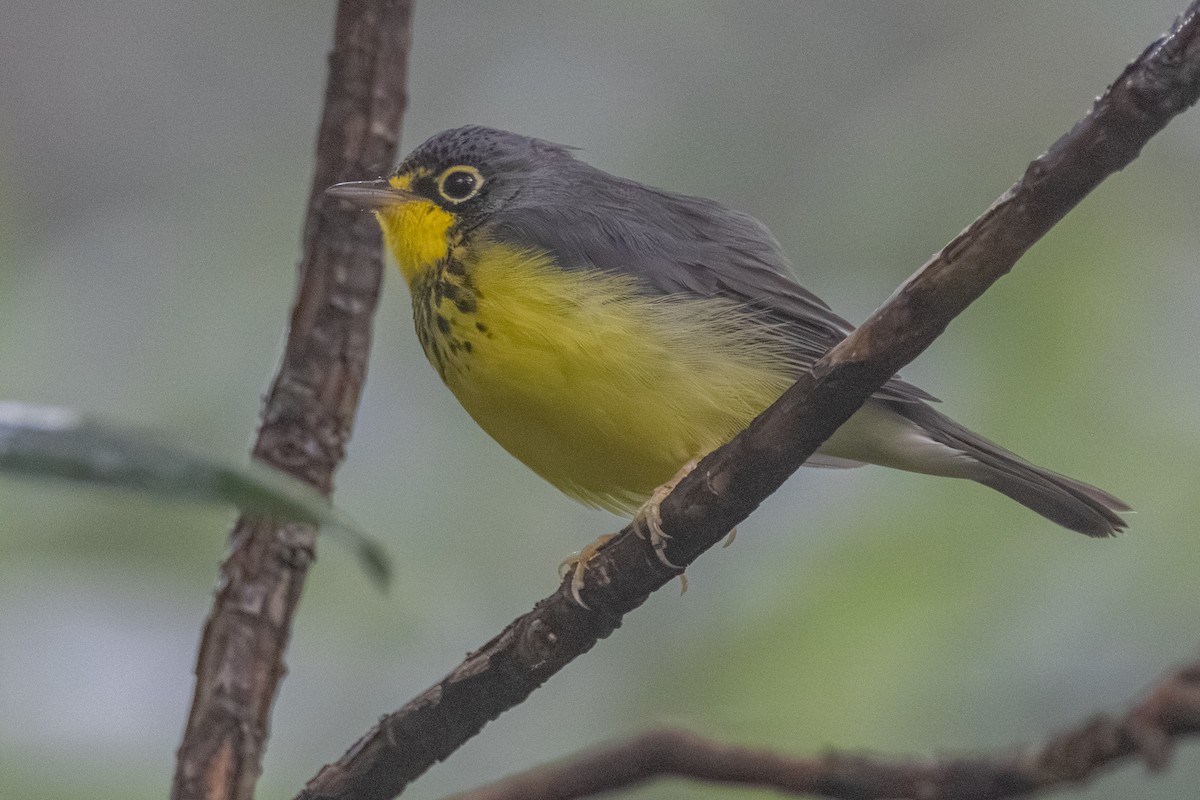 Canada Warbler - ML639828955