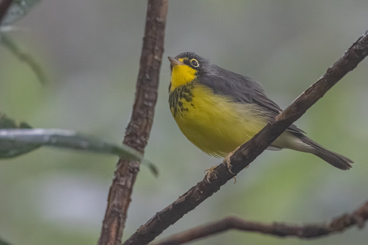 Canada Warbler - ML639828956