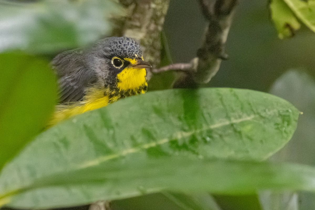 Canada Warbler - ML639828957