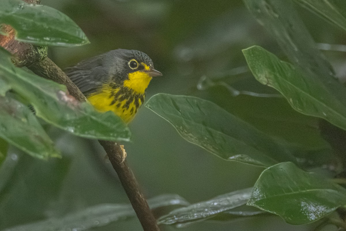 Canada Warbler - ML639828958