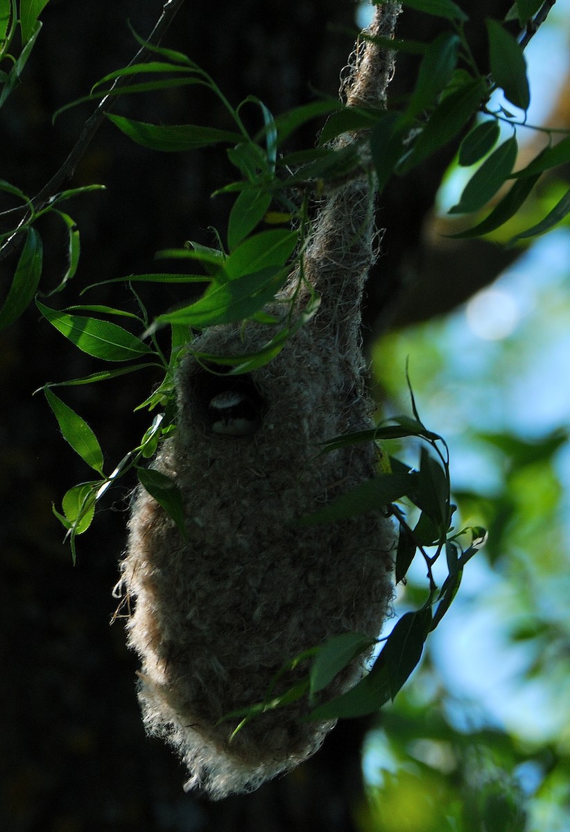 Eurasian Penduline-Tit - ML639828965