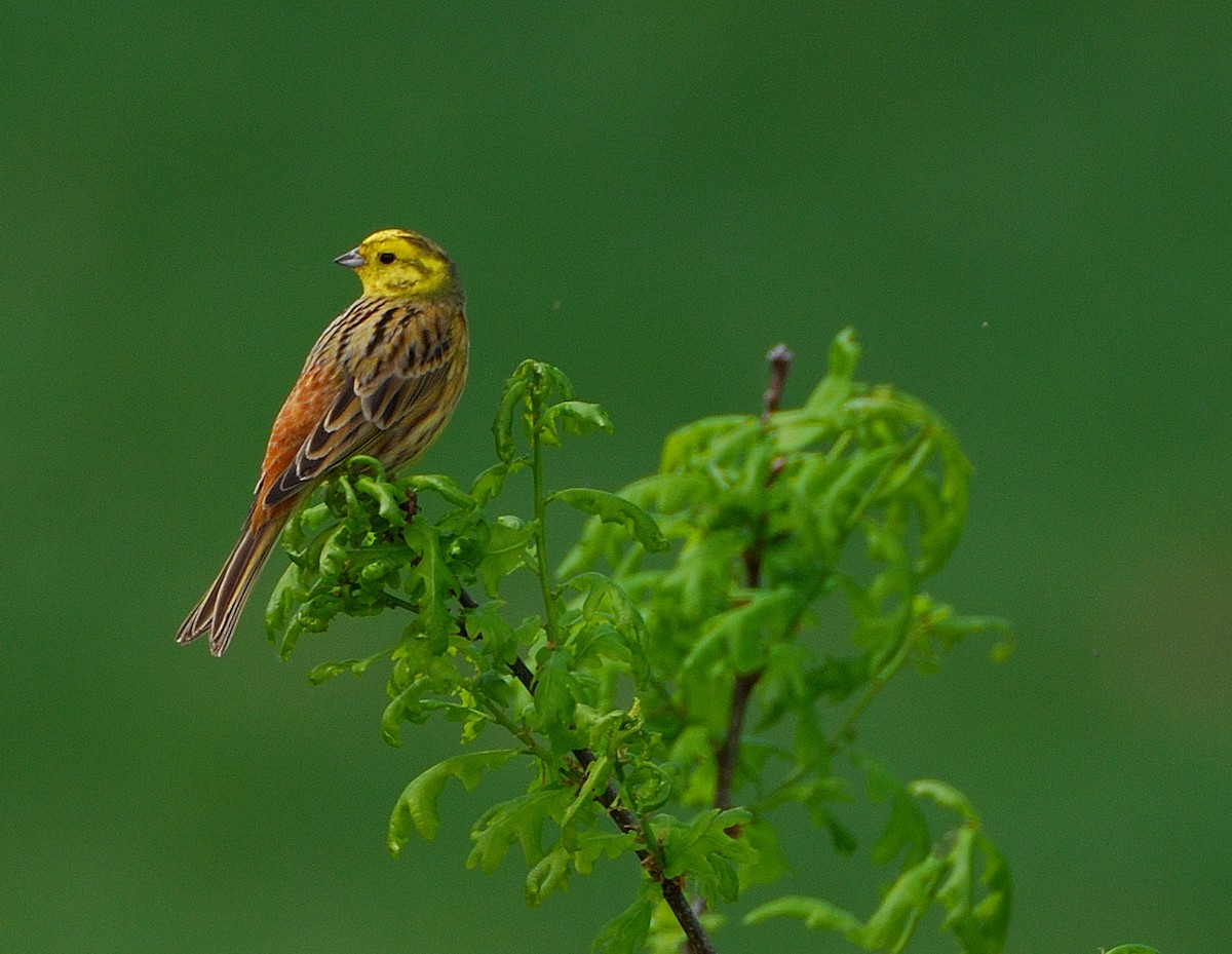 Yellowhammer - ML639828990