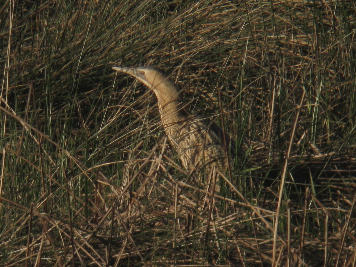 Eurasian Bittern - ML639829035