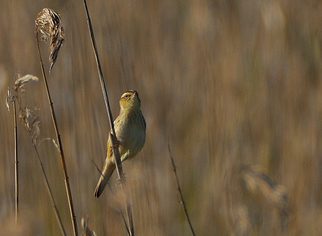Aquatic Warbler - ML639829063