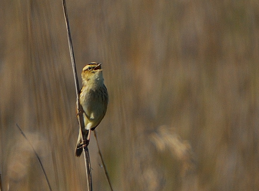 Aquatic Warbler - ML639829064