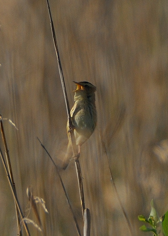 Aquatic Warbler - ML639829065