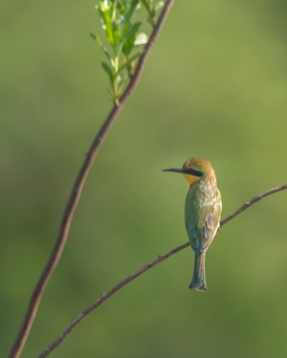 Little Bee-eater - ML639829068