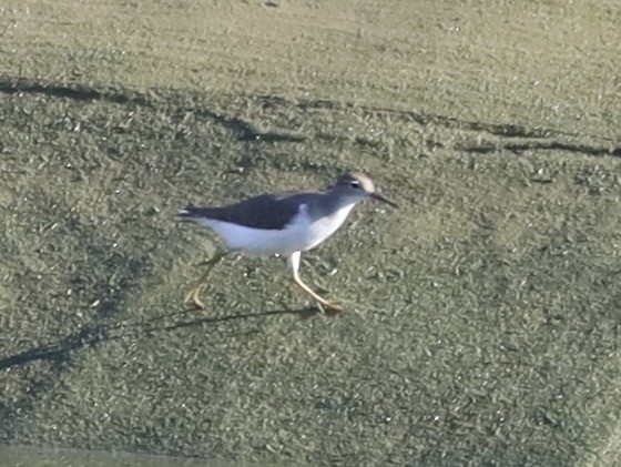 Spotted Sandpiper - ML639829151