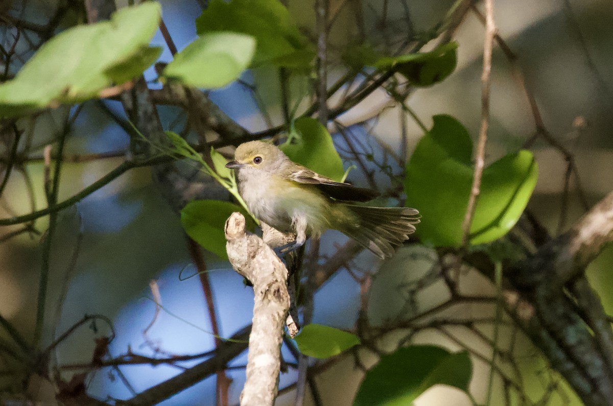 White-eyed Vireo - ML639829179