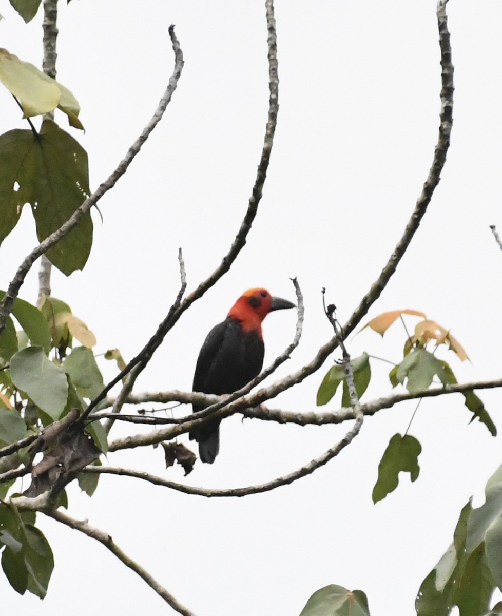 Bornean Bristlehead - ML639829180