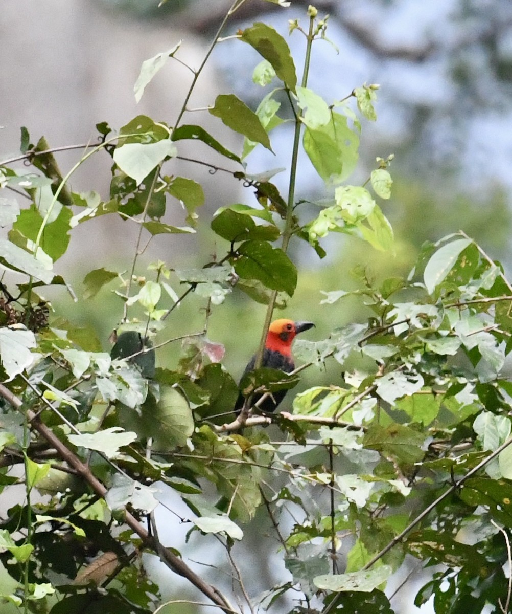 Bornean Bristlehead - ML639829181