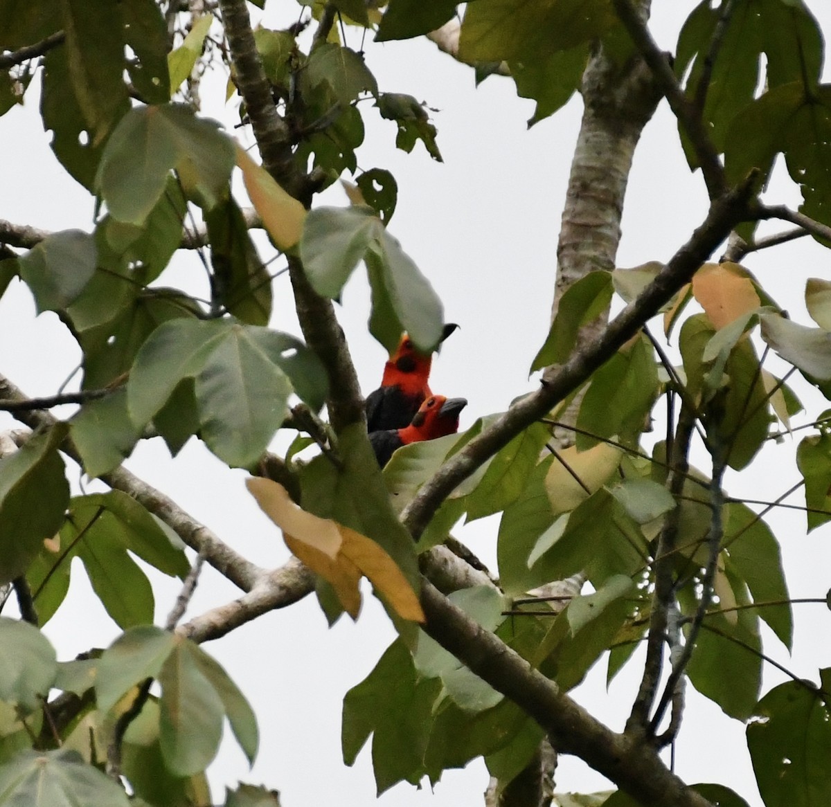 Bornean Bristlehead - ML639829182